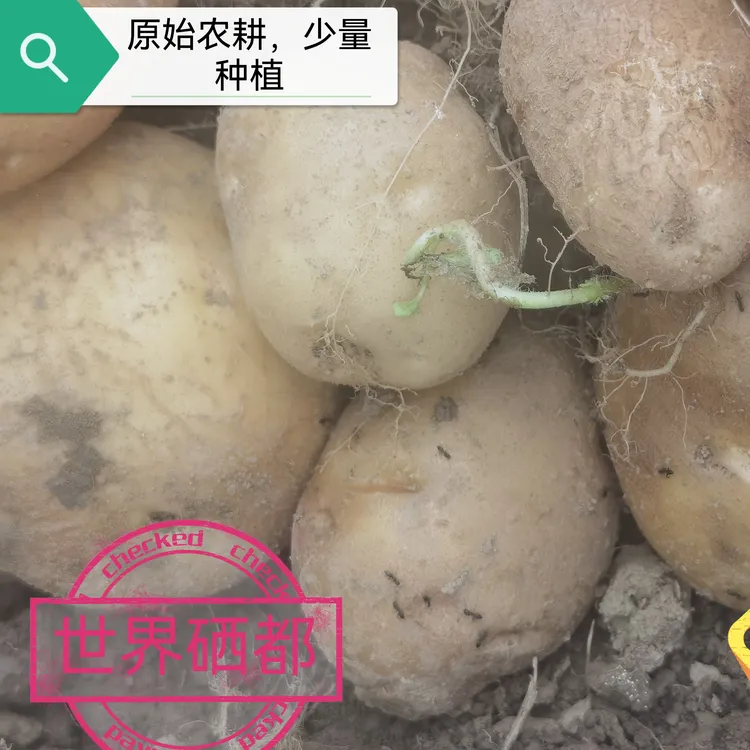 正宗恩施洋芋黄心土豆马铃薯新鲜高山黄皮黄心蔬菜直发辣椒原产地