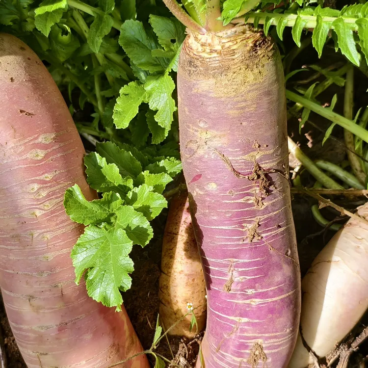 贵州老高山本地附近农户自种新鲜萝卜蔬菜红皮萝卜红萝卜红心萝卜