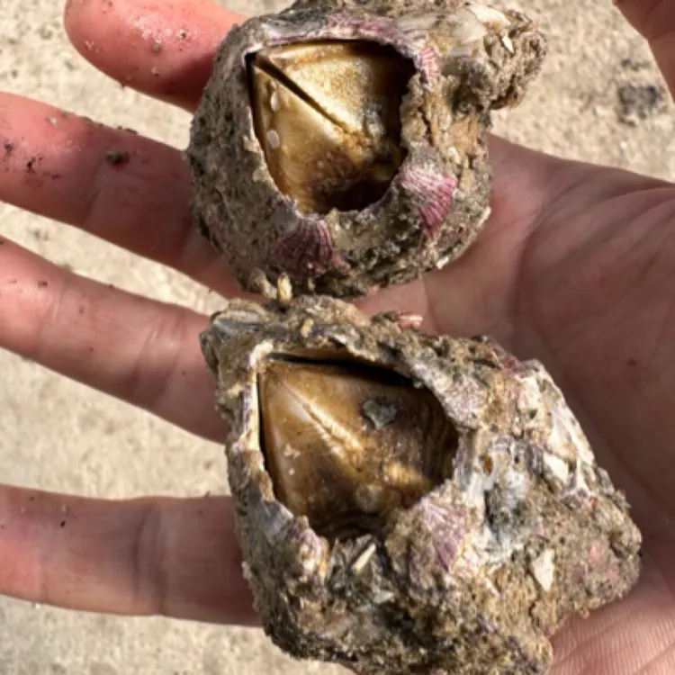 鲜货大藤壶火山口湿斗红淡曲