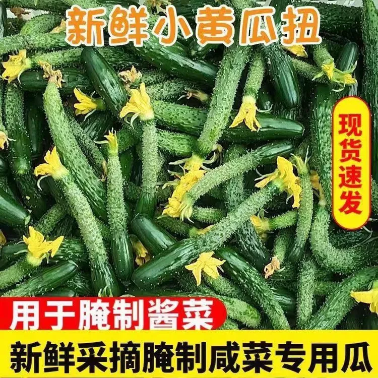 山东农家自种产地直发现摘当季新鲜小黄瓜拇指粗细可腌制酱瓜蔬菜