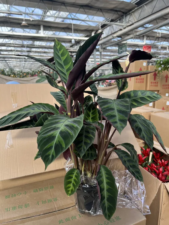 【紫背天鹅绒竹芋】盆栽室内好养耐阴四季常青可净化空气