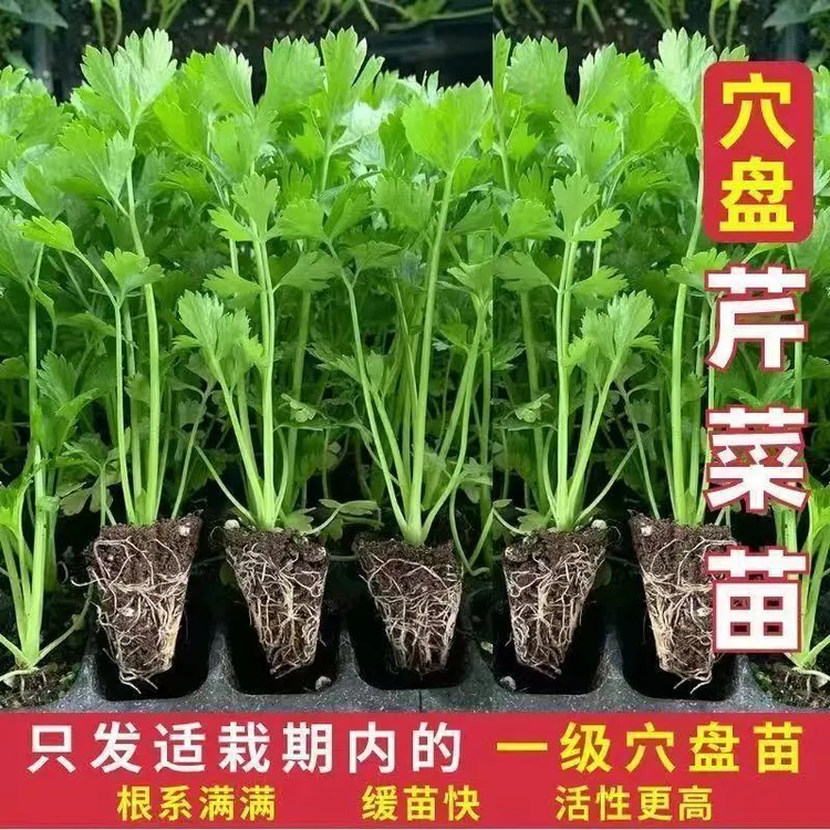 芹菜苗带土四季香芹皇后大肉西芹秋季盆栽阳台种植蔬菜苗秧苗批发