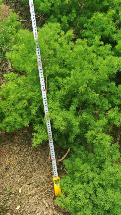 蓬莱松鲜切花蓬莱松枝条蓬莱松种植基地蓬莱松切花永生蓬莱松