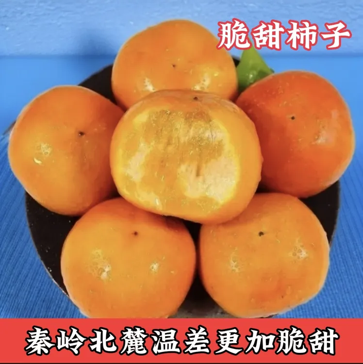 秦岭北麓阳丰脆柿子脆甜柿子新鲜水果批发现摘现发陕西脆柿子包邮