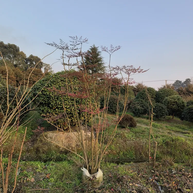 禅意火焰南天竹老桩造型庭院客厅海岛绿植盆栽金银花南天竹盆栽