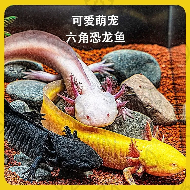 观赏鱼造景宠物鱼六角恐龙玩具冷水淡水深水可养水族用品