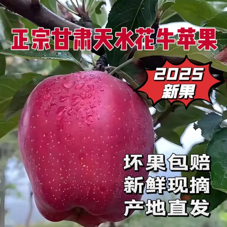 甘肃天水花牛苹果新鲜采摘产地直发脆粉两吃