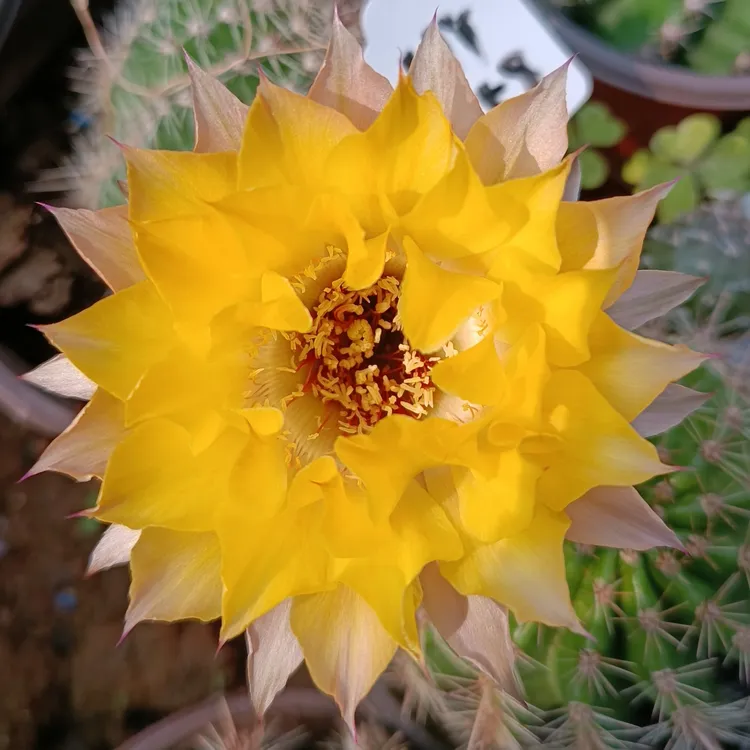 黄HY758彩草仙人球短刺 球径7公分脱土发货不带花苞