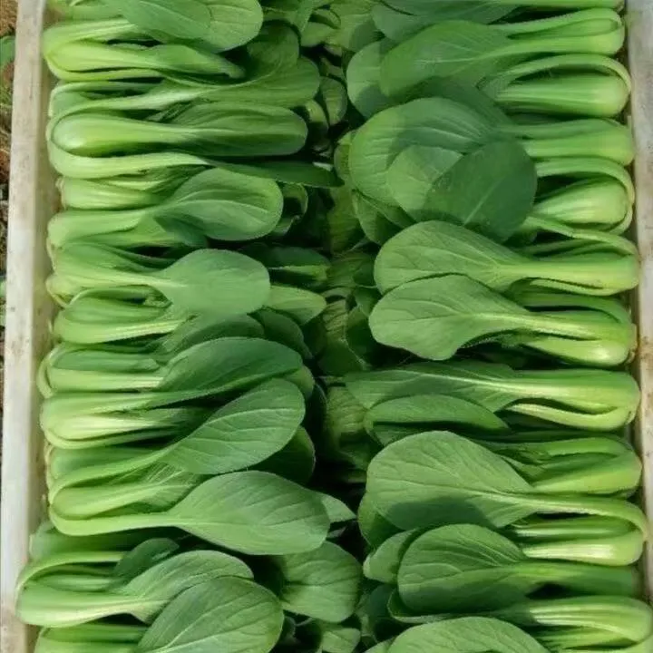 3斤/上海青新鲜蔬菜小油菜现采现发小青菜四季青农家蔬菜火锅涮菜