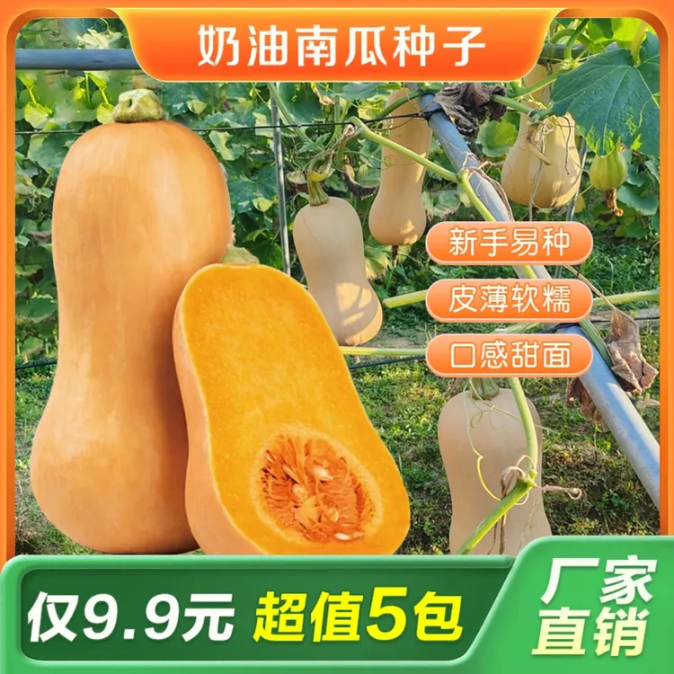 【奶油南瓜种子】家庭阳台小院盆栽地栽四季种植