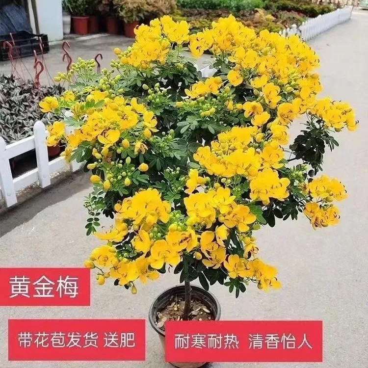 黄金梅盆栽木本植物花园多年生花卉露天室外开花带花苞庭院耐寒