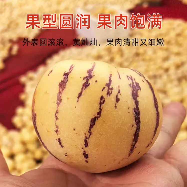 云南石林人参果黄肉圆果新鲜多汁树上自然成熟水果夏季新鲜树上熟