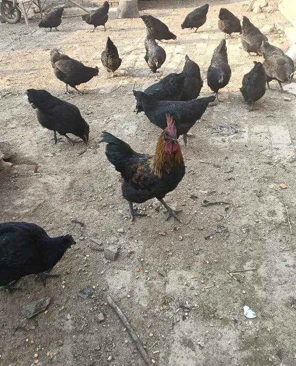 贺二娃专属链接高山喂养精选黑鸡五谷杂粮喂养汤鲜肉紧实营养丰富