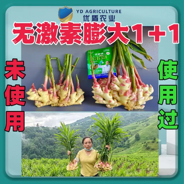 生姜膨大配方生姜块茎增大生姜无激素增产生姜控旺【灌根撒施款】