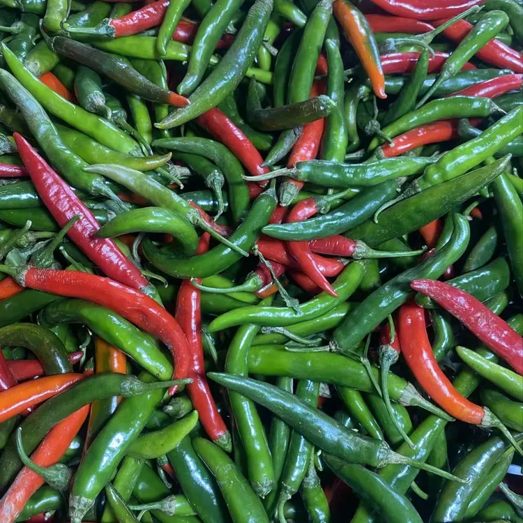 新鲜现摘青红辣椒美人椒非二荆条青红混装秋季尾货5斤