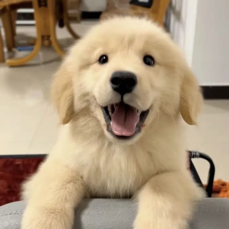 可爱温顺大骨架金毛幼犬健康活泼好养