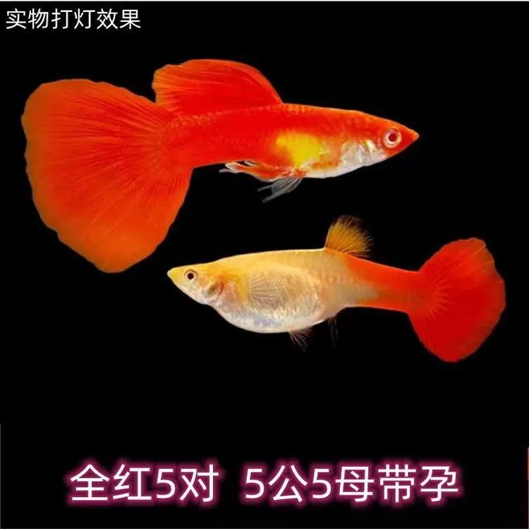 全红孔雀鱼纯种好养耐活可繁殖的热带小型观赏鱼