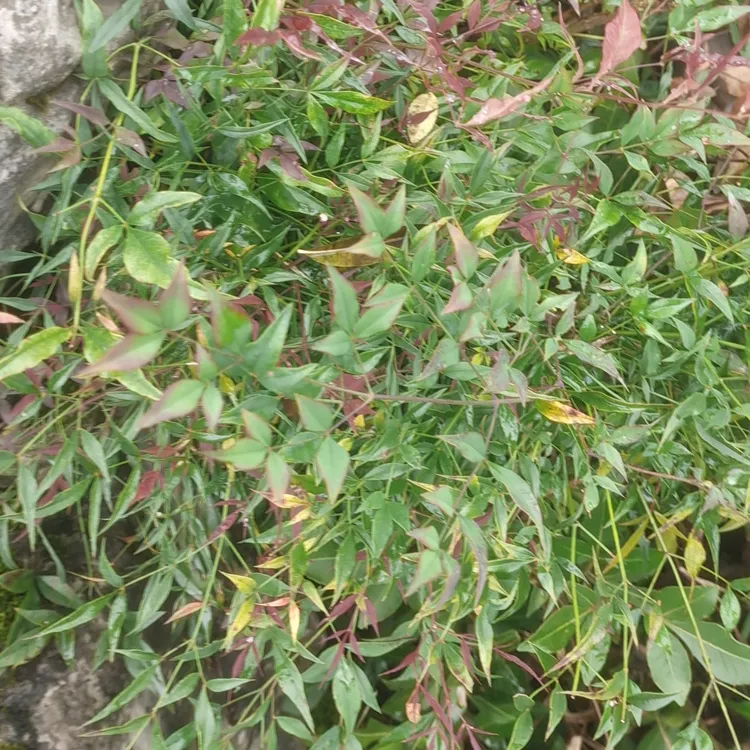 火焰南天竹绿植盆栽盆栽可水培土培室内外庭院四季常青耐寒绿植