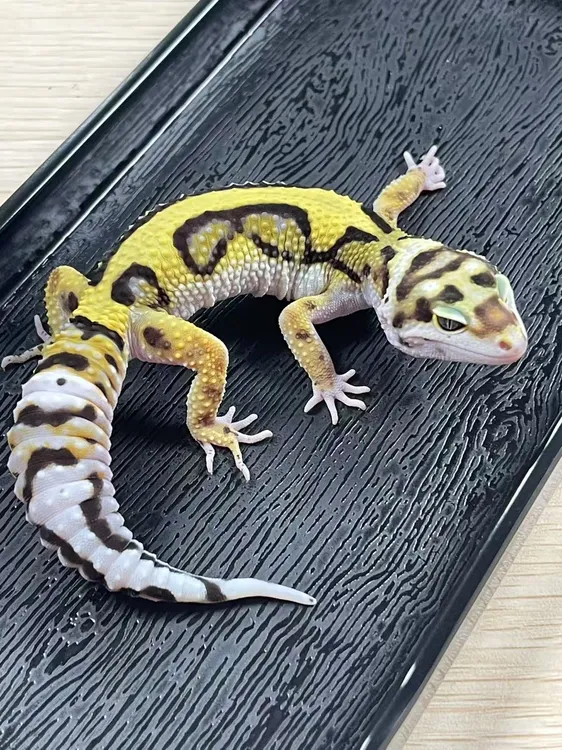 直播间专属！豹纹苗子守宫活体爬宠桌面宠物