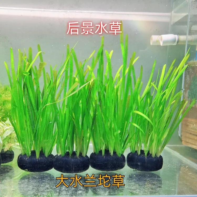 大水兰坨草鱼缸后景背景高水草植物鱼缸造景淡水阴性水草新手懒人
