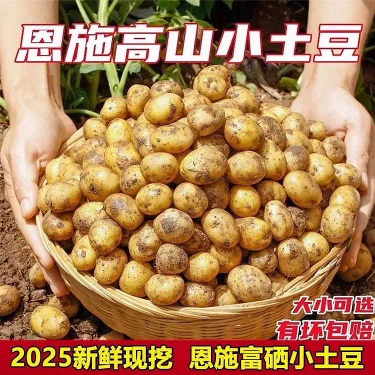 正宗恩施小土豆洋芋迷你马铃薯现挖黄心蔬菜粉糯沙面纯天然整箱