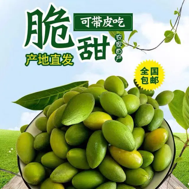 新鲜采摘青橄榄清香回甘可生吃煲汤泡酒的特色水果