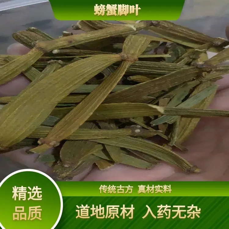 正宗枫树螃蟹脚云南深山原生态枫树农产品寄生茶野生枫木螃蟹脚