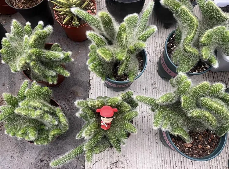 长毛九尾狐多肉植物可开花高档盆栽防辐射适合办公室摆放