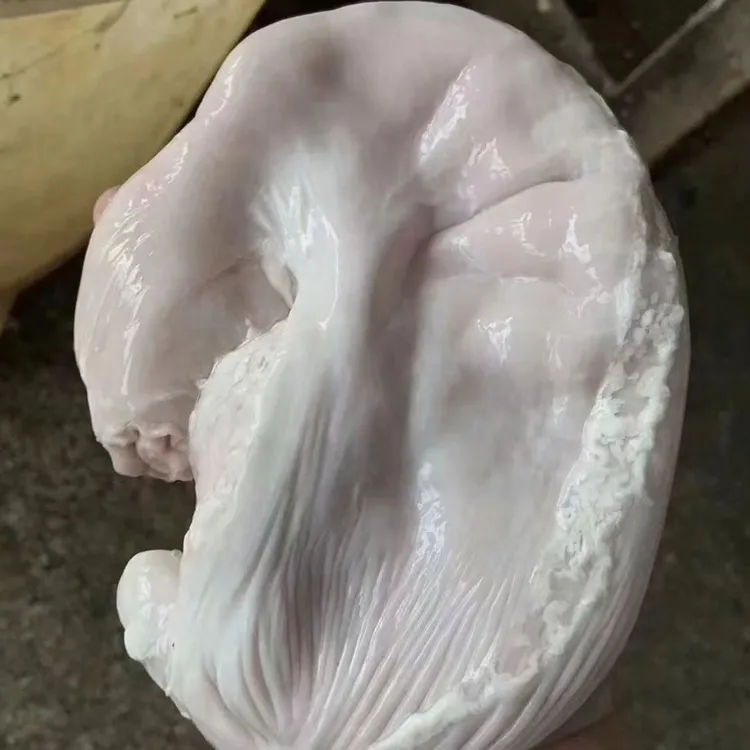 贵州山区新鲜无油肚2个（屠宰场直供精肚1.2公斤以上）