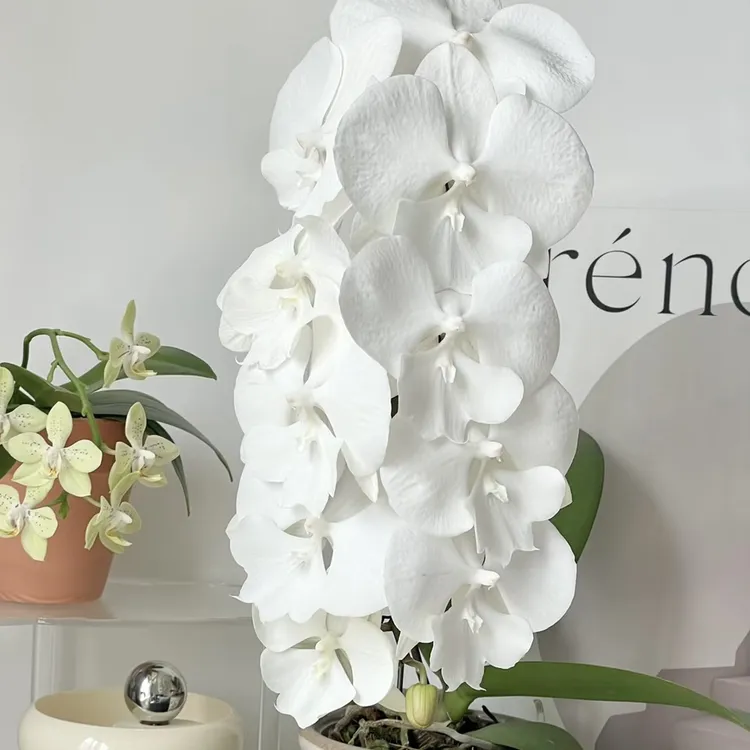 曼塔明多洛蝴蝶兰3.0开花株室内好养