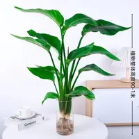 【不带盆】水培植物天堂鸟【2株90CM-1米】室内客厅大型植物吸甲醛