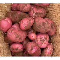 （兰兰代卖）高山特产红皮黄心土豆高原露天种植粉面糯香新鲜现挖