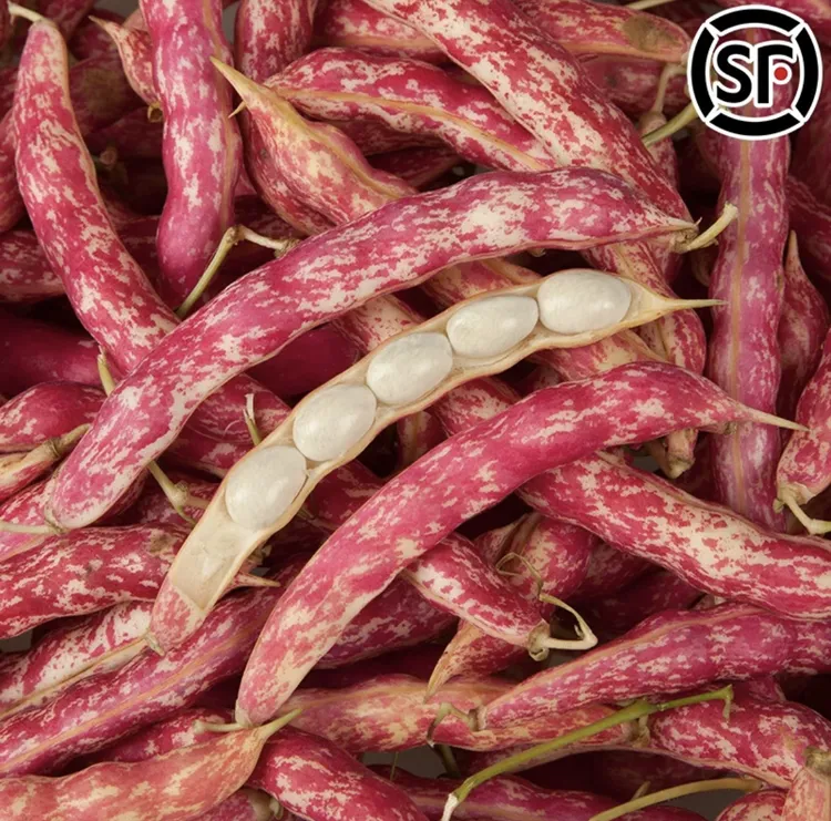 东北特产优质红金钩豆角3斤/5斤（顺丰包邮）