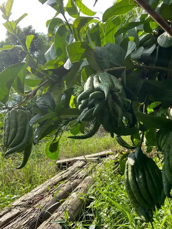 现摘新鲜佛手柑带枝可水培观赏闻香还能食用的佛手鲜果