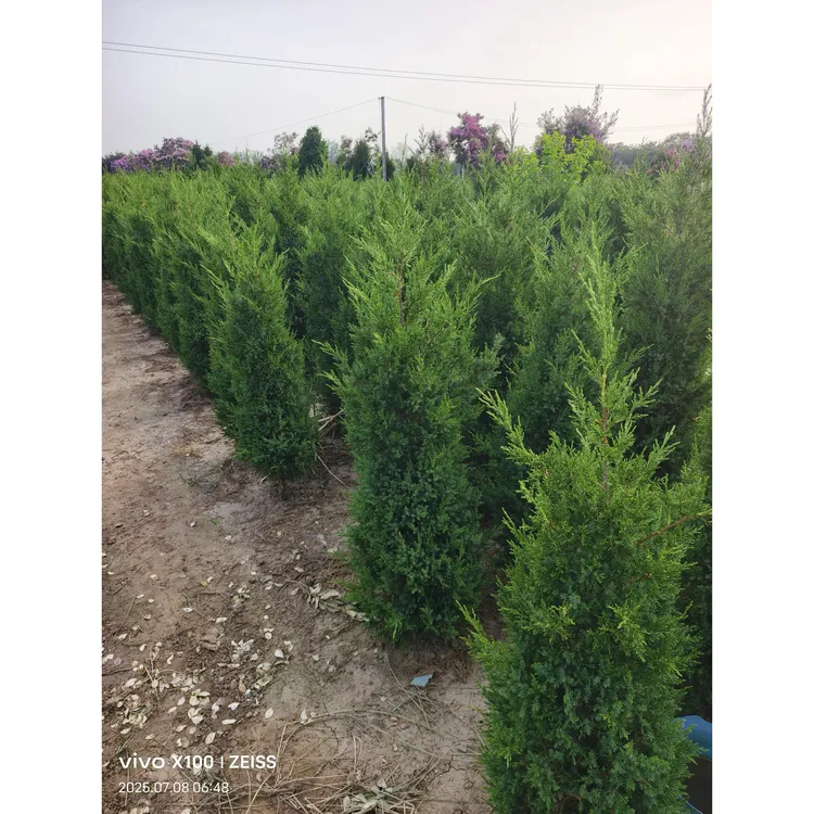 塔柏蜀桧柏松树圆柏矮生墓地树苗耐寒四季长青狗尾巴草柏树