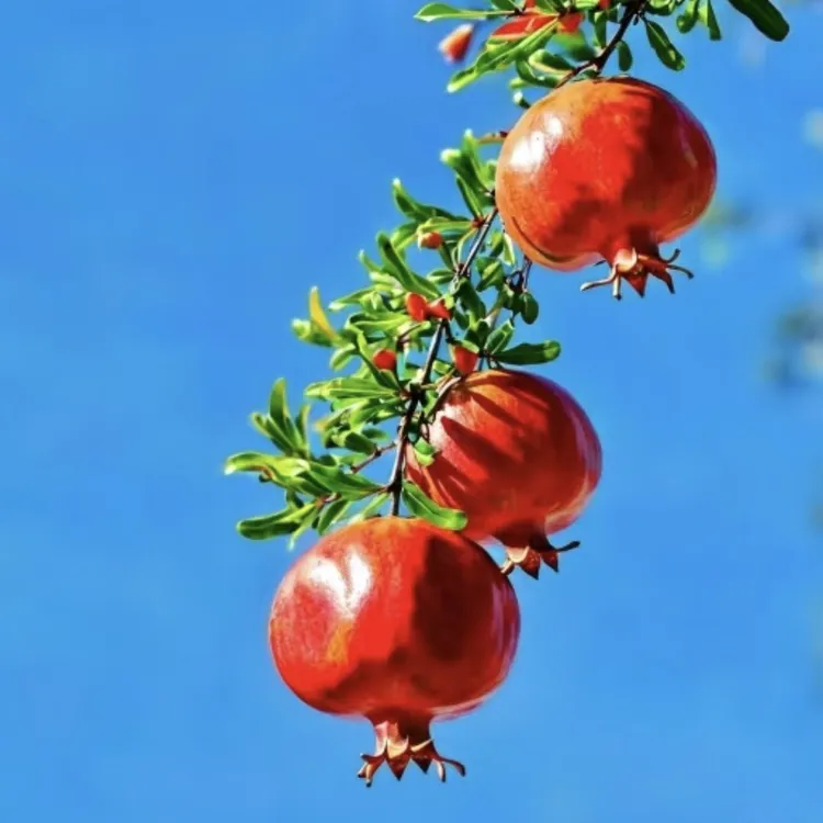 耐寒石榴树软籽可南方北方庭院种植地栽盆栽当年结果
