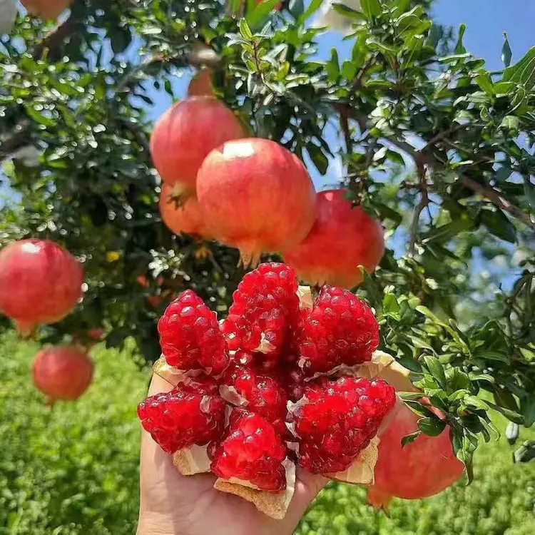 【虎跳驿】现摘石榴突尼斯软籽石榴 虎跳特产自然成熟10斤装