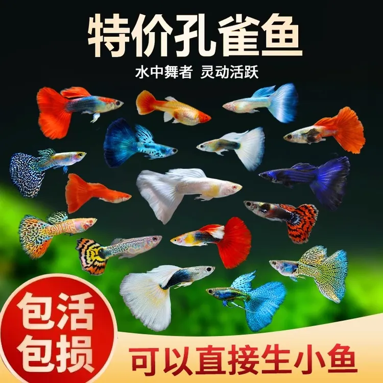 热带观赏孔雀鱼活鱼观赏鱼纯种小型鱼热带鱼活体淡水好养耐活红色