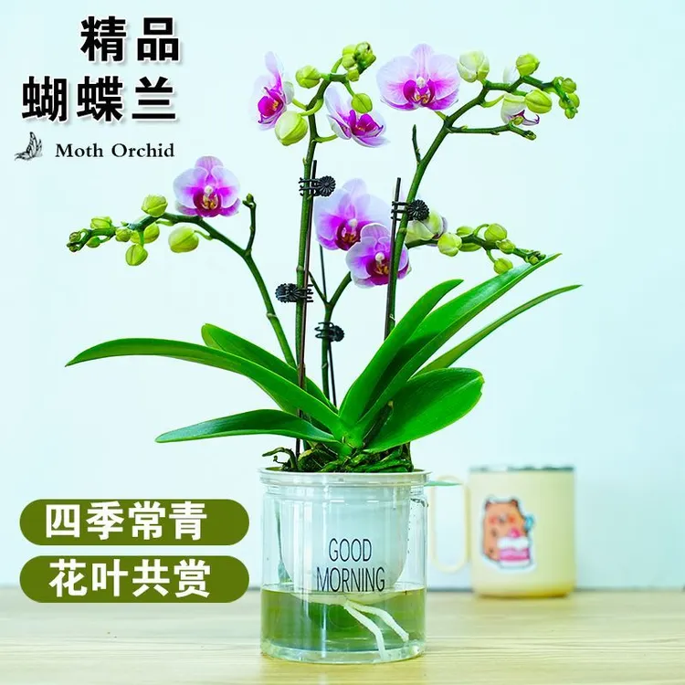 蝴蝶兰花苗带花剑带花苞盆栽兰花大苗客厅室内四季好养活植物花卉