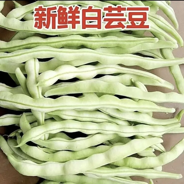 【露天头茬】白不老四季豆角白芸豆农家自种露天新鲜采摘应季蔬菜D