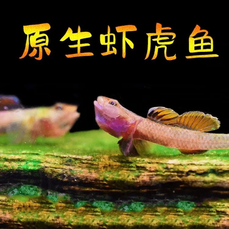 原生溪流好养耐活子陵虾虎鱼水底宠物观赏鱼小型工具鱼翻砂机