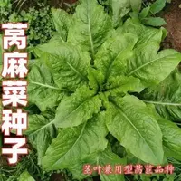 【满五包包邮】皱叶莴麻菜种子窝鸡菜种籽叶窝麻菜籽易四季浇水播种