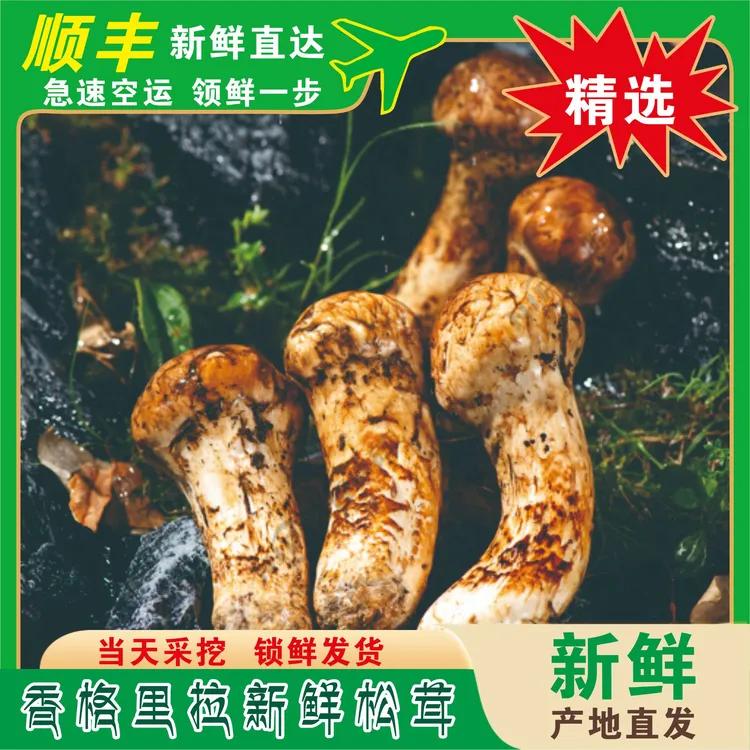 香格里拉精选新鲜松茸