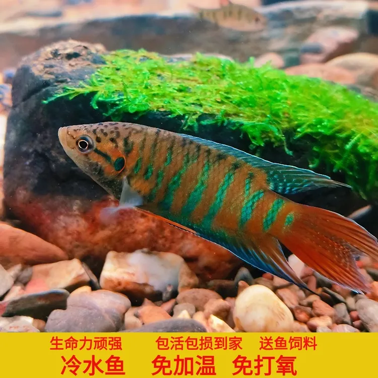 中国斗鱼普叉观赏鱼 冷水鱼活体小型观赏鱼