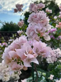 丨阿达的喜悦丨三角梅袋苗四季勤花南北方好养室内外阳台绿植花卉