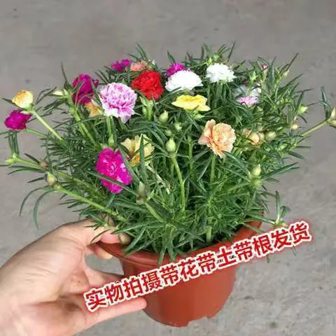 进口重瓣太阳花苗带根盆栽苗混色喜光植物带花苞室内阳台庭院四季