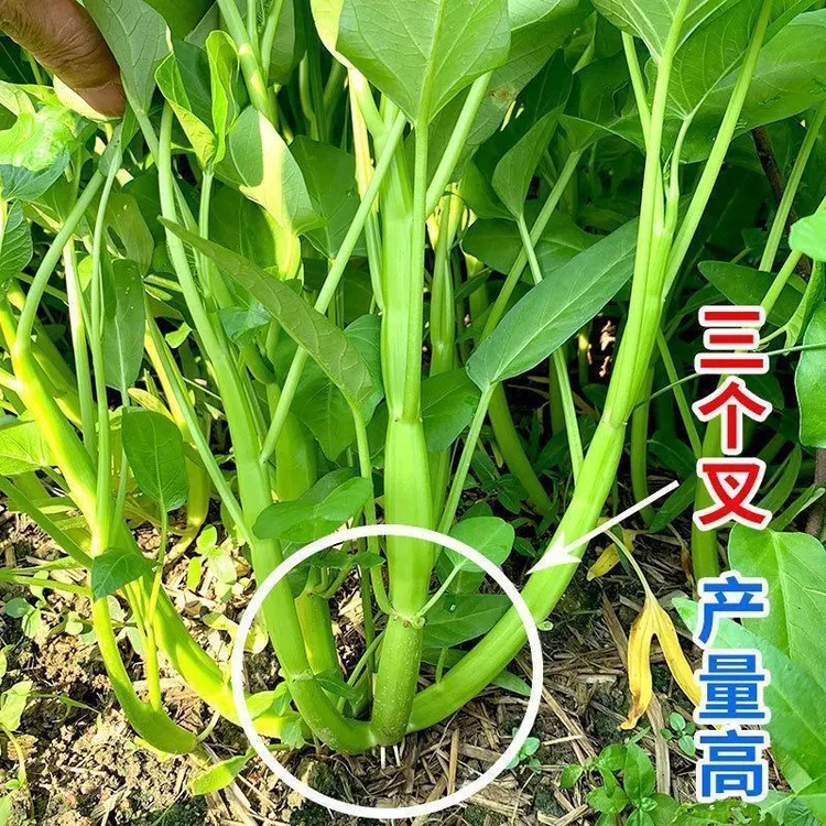 正宗高产三叉空心菜种籽柳叶通心菜种子四季阳台蔬菜种子盆栽菜园