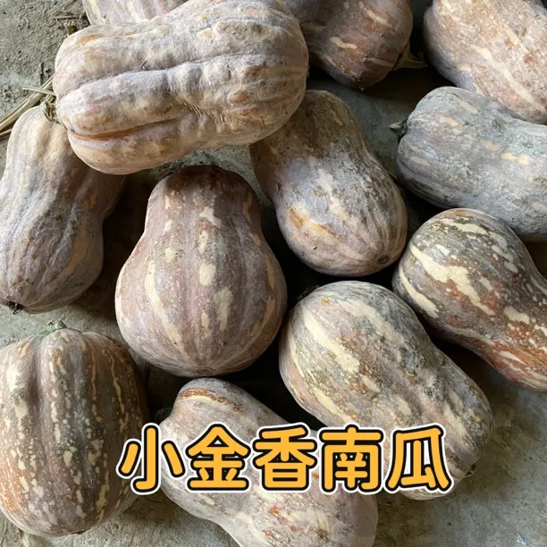 头茬金香南瓜花生南瓜板栗南瓜老南瓜宝宝辅食粉糯香甜当季现摘