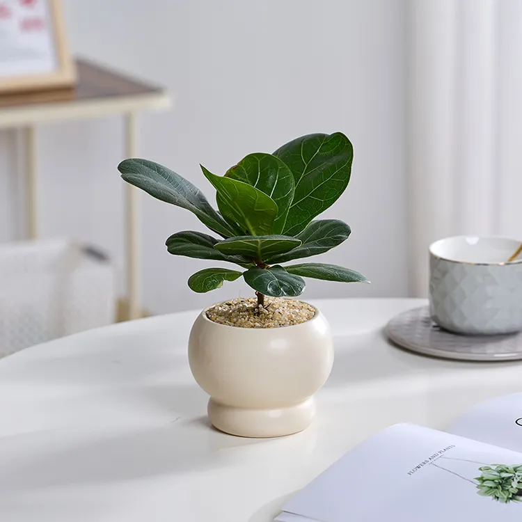琴叶榕室内绿植四季易活植物办公室净化空气小盆栽防辐射桌面花卉