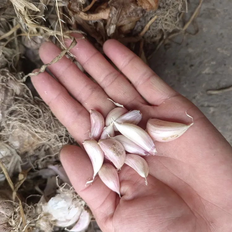 四川本地香浓小土香蒜子大蒜大蒜头蔬菜紫皮大蒜